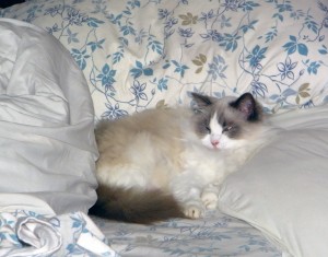 Fuzzie Making Herself Right at Home, Snoozing in Our Bed with My Pregnancy Body Pillow!!